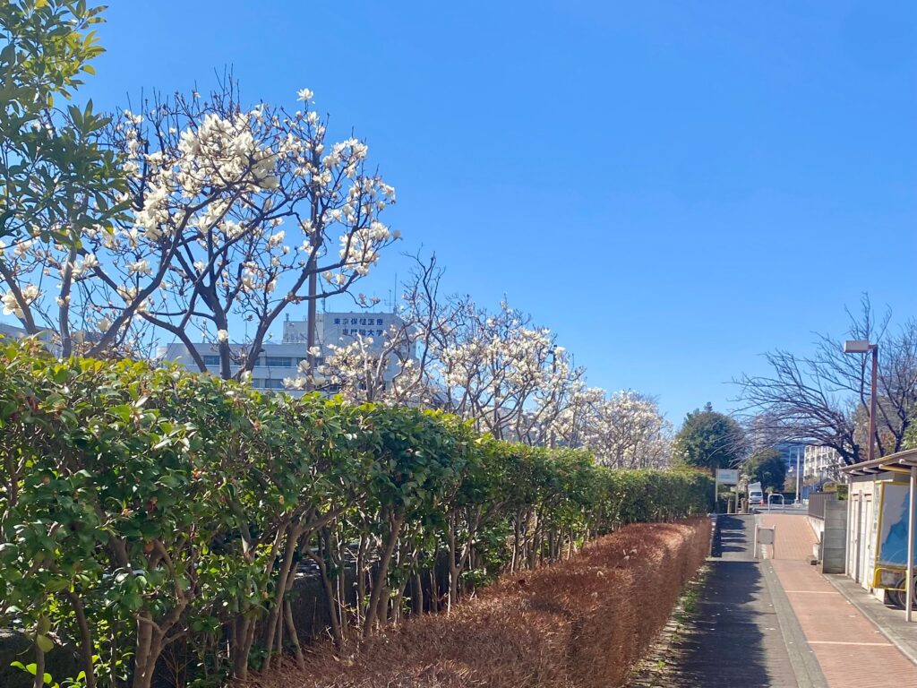江東区南砂で満開となった木蓮の花
