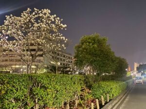 【江東区南砂】江東区健康センター前で木蓮が満開｜東陽町で感じた春の訪れ