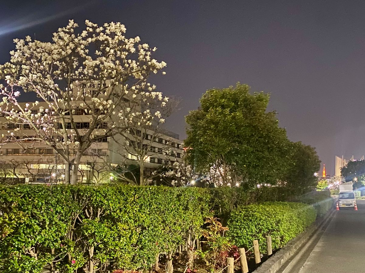 【江東区南砂】江東区健康センター前で木蓮が満開｜東陽町で感じた春の訪れ