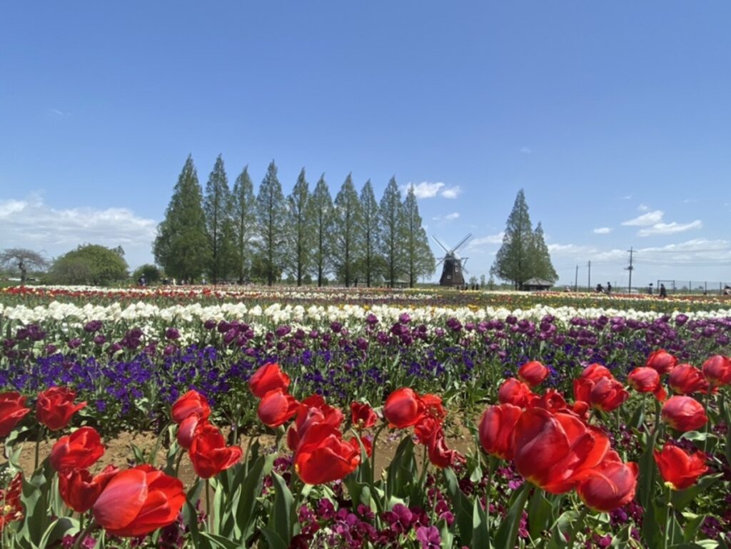 柏市の春を彩る「あけぼの山農業公園」10万球のチューリップ