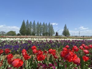あけぼの山農業公園のチューリップがみごろです