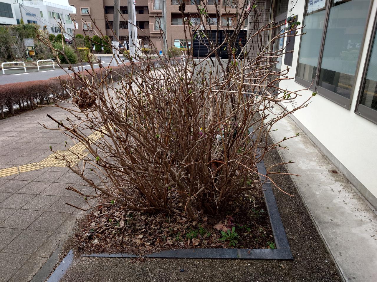 【柏市豊四季】春の花粉・黄砂に注意｜駅前花壇のアジサイの新芽に春を感じました