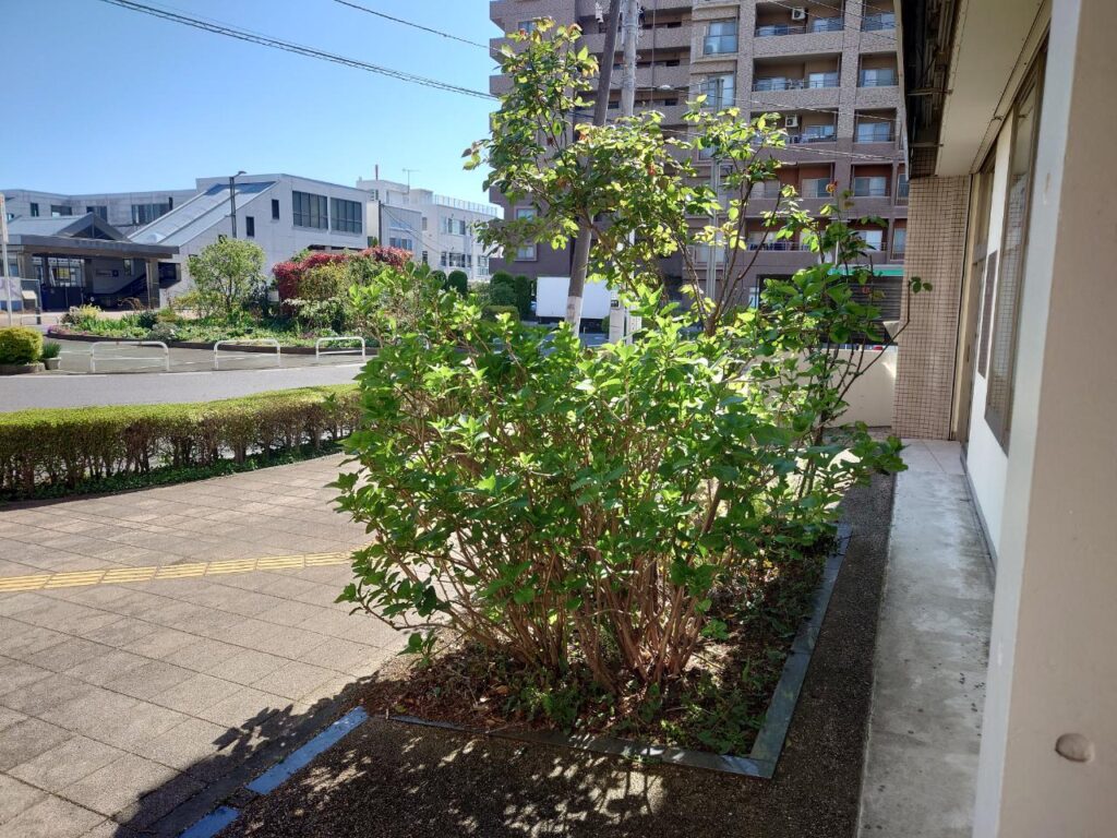 ひまわり薬局豊四季駅前店近くで成長中のアジサイの様子
