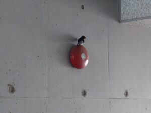 【柏市・豊四季】今年もツバメがやってきました｜春の風物詩