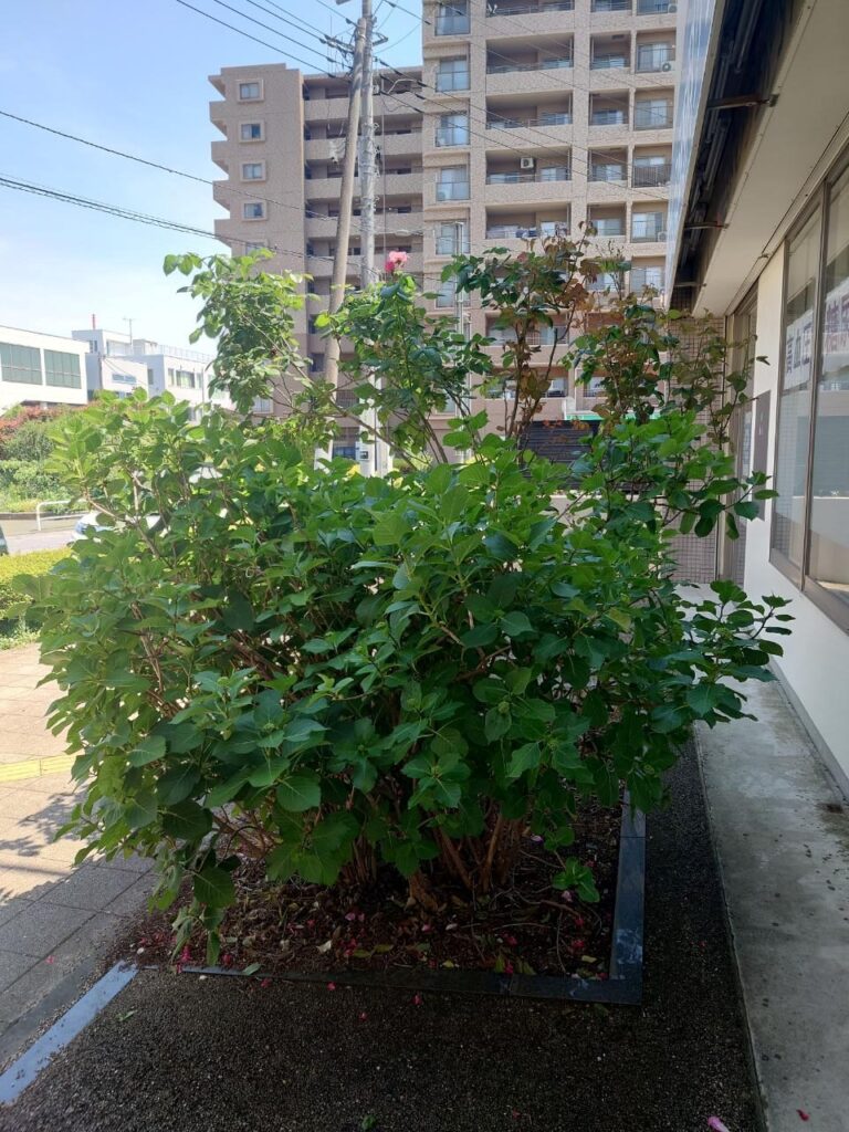 ひまわり薬局豊四季駅前店すぐ隣の植え込みで青々と育つアジサイ