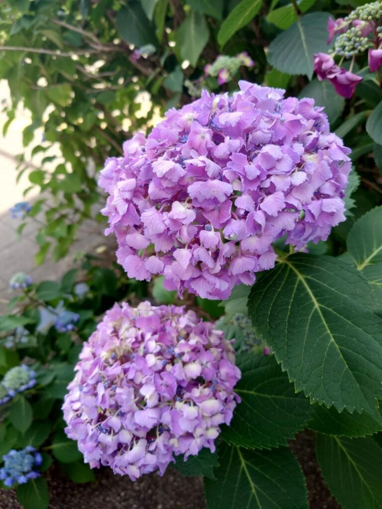 ひまわり薬局豊四季駅前店近くの花壇に咲いた紫色のアジサイ

