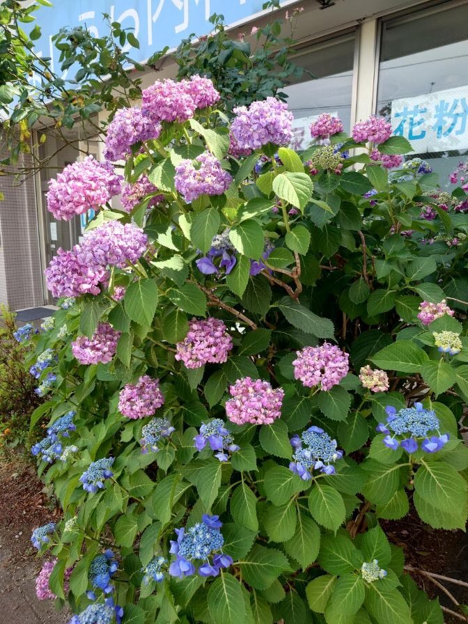 【柏市・豊四季】芽吹きから見守ってきたアジサイが咲きました｜薬局近くの花壇から季節のおたより