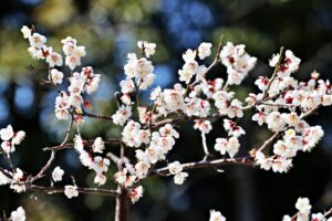 2026年の立春はいつ？立春に食べる食べ物や立春朝搾りとは？