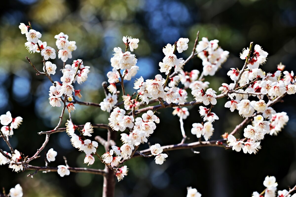 2026年の立春はいつ？立春に食べる食べ物や立春朝搾りとは？