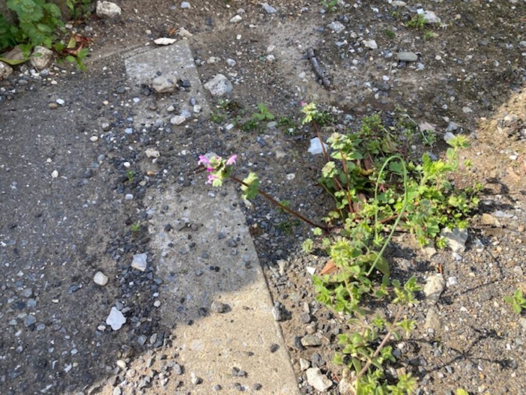 舗装の割れ目から生えた雑草のピンクの花（めぐみ薬局津田沼店）
