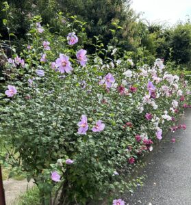 都賀の薬局スタッフが見つけた夏の花｜色とりどりのムクゲ