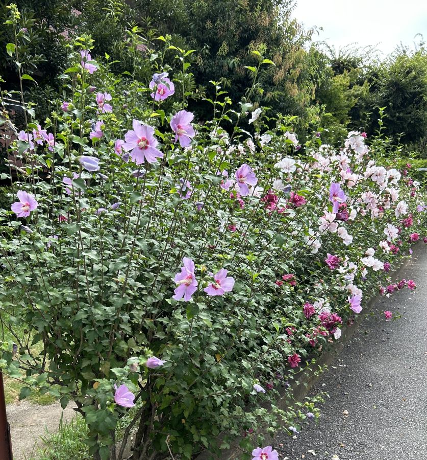 都賀の薬局スタッフが見つけた夏の花｜色とりどりのムクゲ