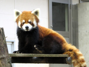 ＜千葉市動物公園＞レッサーパンダの風太くんをきっかけに考える健康長寿の習慣