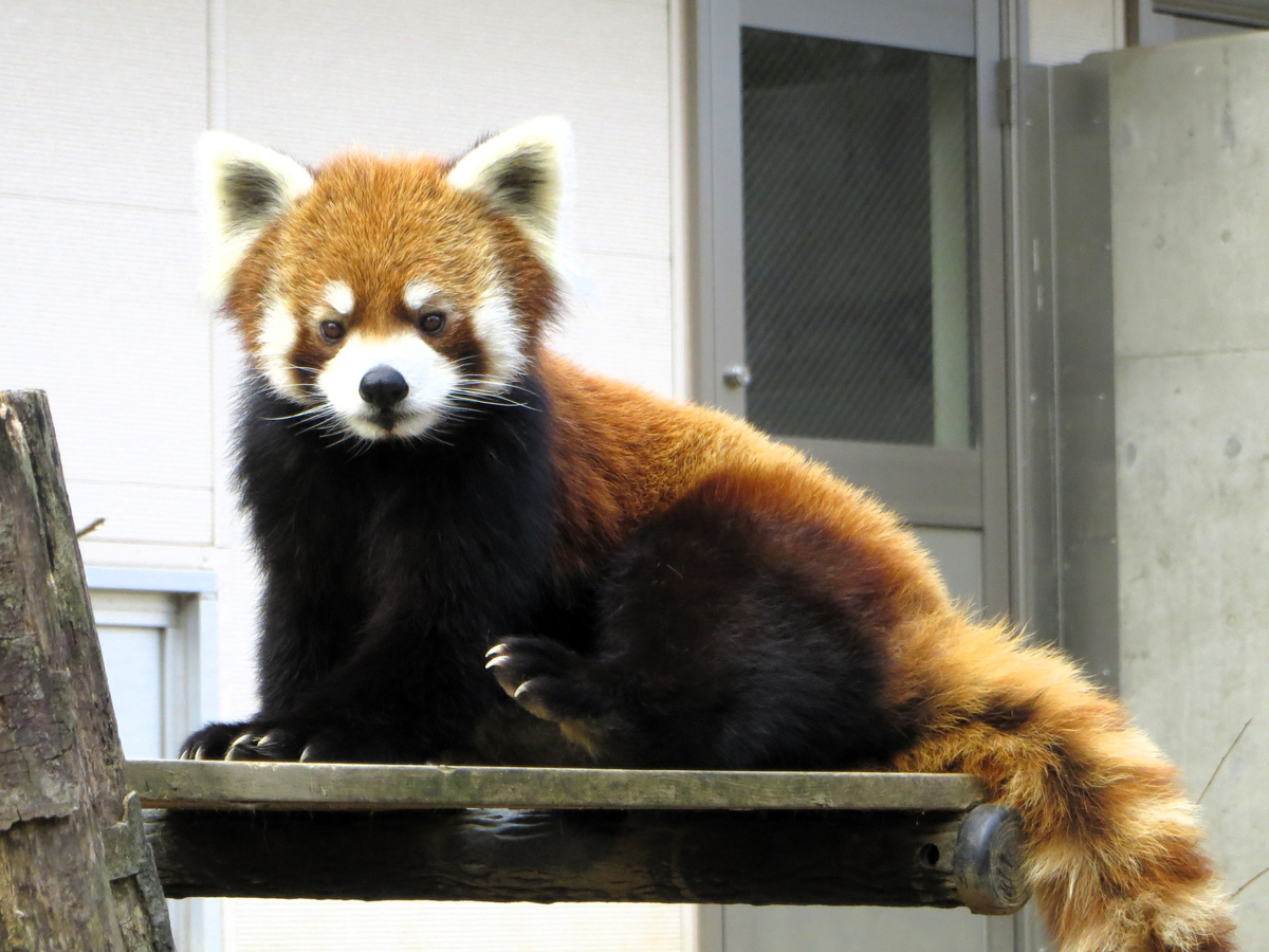 ＜千葉市動物公園＞レッサーパンダの風太くんをきっかけに考える健康長寿の習慣