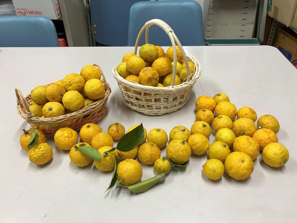 患者様からいただいた柚子