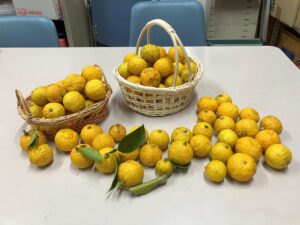 【四街道の年末だより】たくさんの柚子と、あたたかい気持ちをいただきました