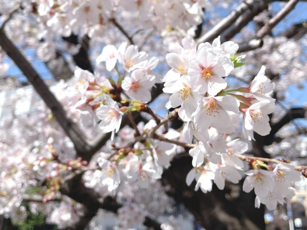 春こそ体を動かそう!福星寺周辺の散策もおすすめ