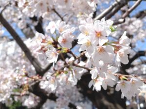 四街道市樹齢約400年福星寺のしだれ桜が見ごろ！