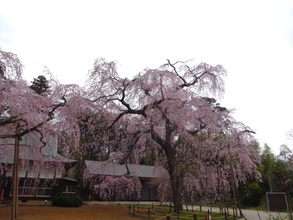 四街道市福星寺しだれ桜満開全景