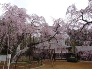 【四街道市】福星寺のしだれ桜が満開に｜春のやさしいひととき