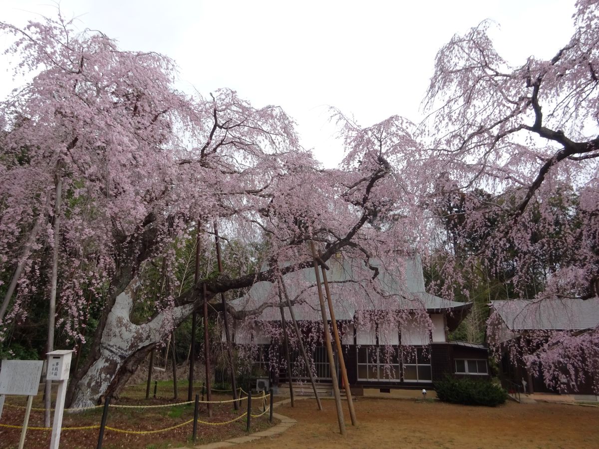 【四街道市】福星寺のしだれ桜が満開に｜春のやさしいひととき