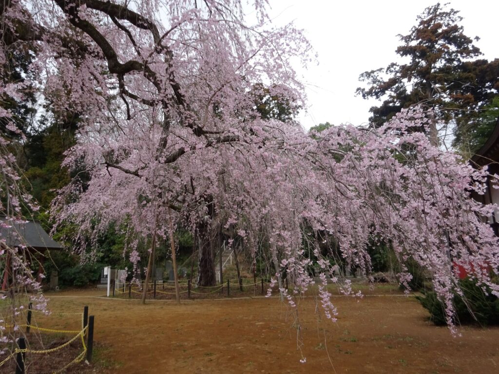 四街道市福星寺 滝のように垂れさがるしだれ桜