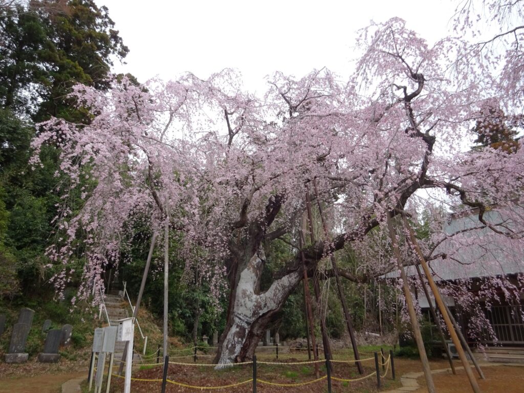 四街道市福星寺 大きな幹のしだれ桜満開