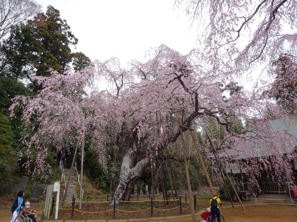 四街道市福星寺満開のしだれ桜を車いすで花見する様子
