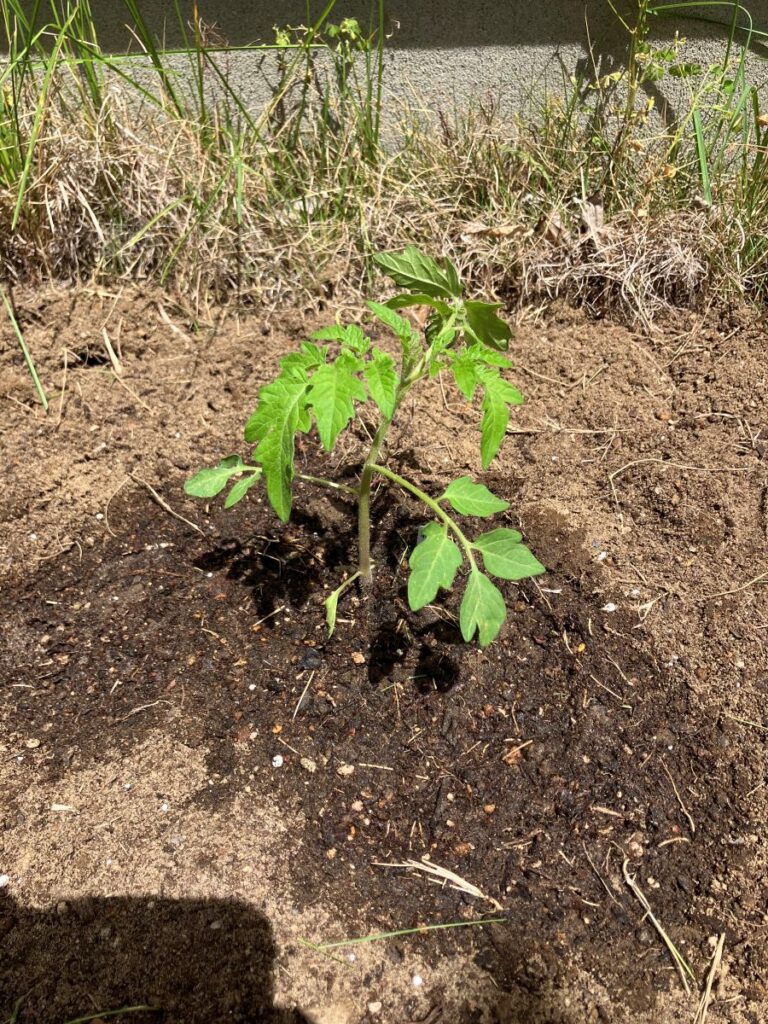 みずき薬局四街道店　植えたばかりのミニトマトの苗