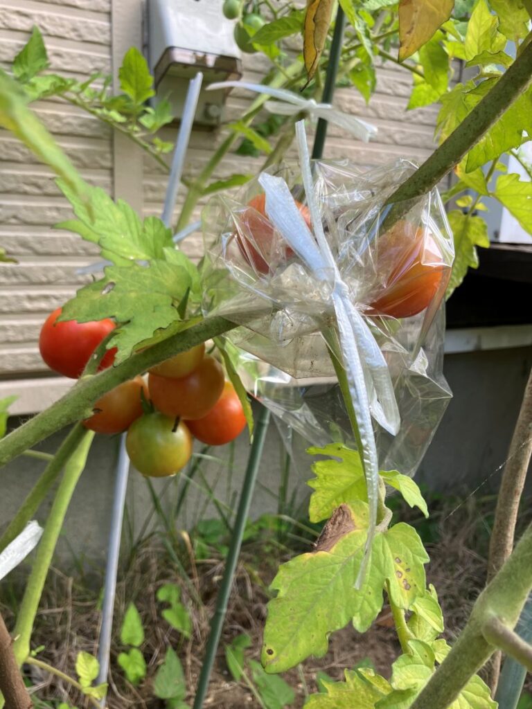 赤く色づきはじめたミニトマト