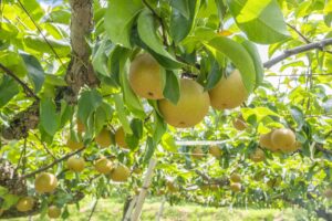 四街道で梨を楽しむ季節に｜果物の食べ方と薬局相談